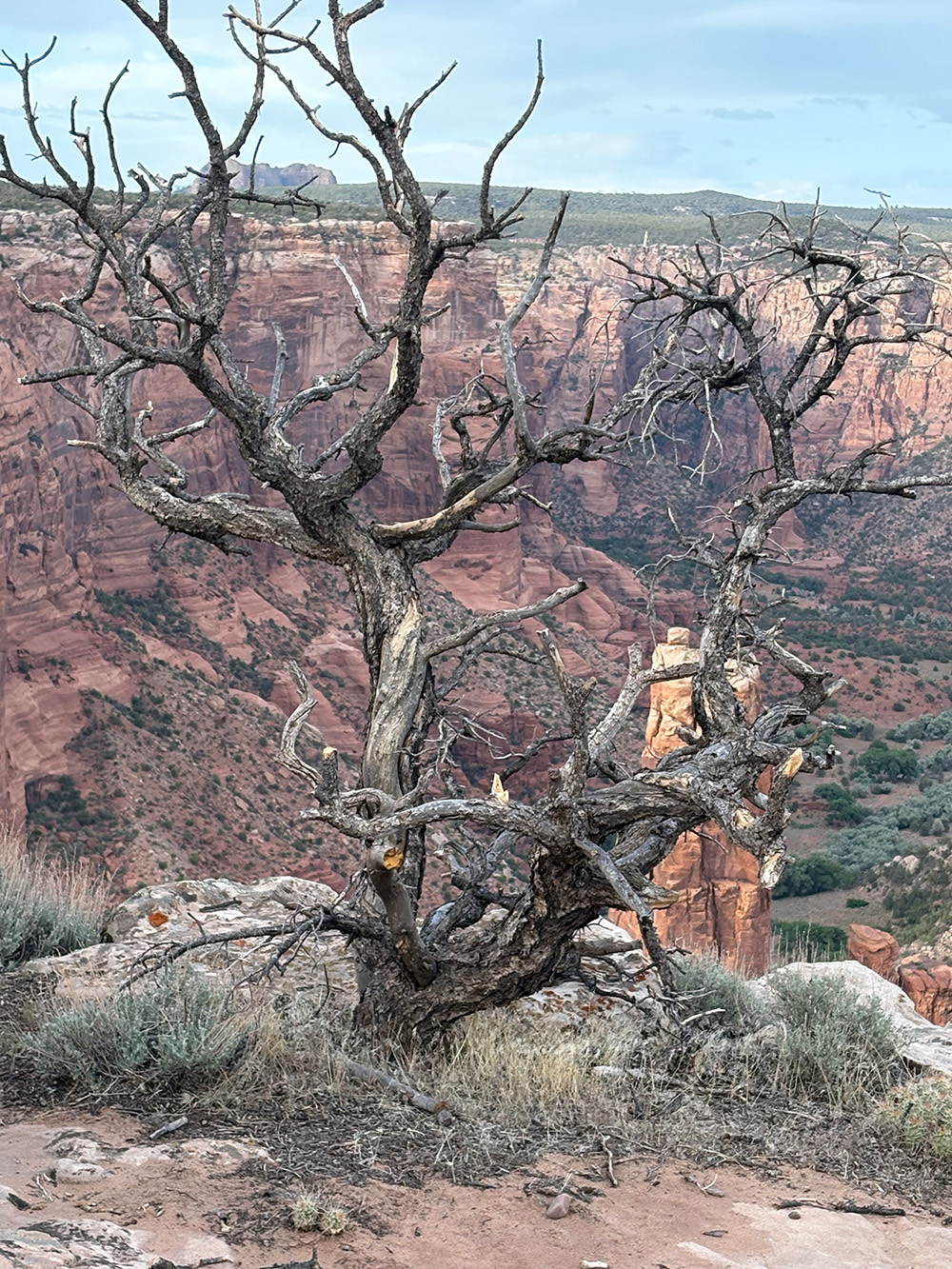 Canyon tree